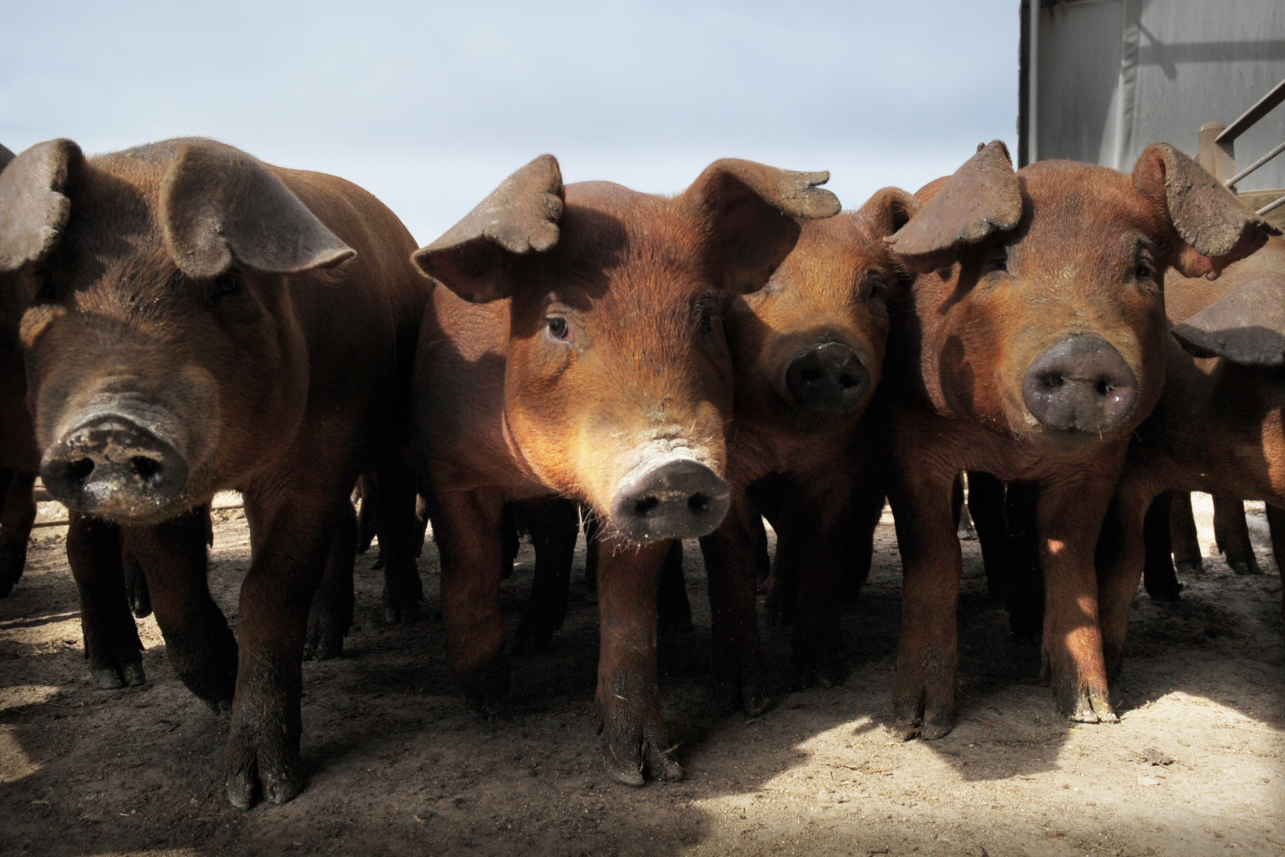Stakeholder Highlight: K-State and Biosecurity Research Institute Scientists Confront African Swine Fever