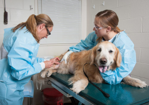 Local Scientists Awarded $150K for Research at the Nexus of Animal and Human Health