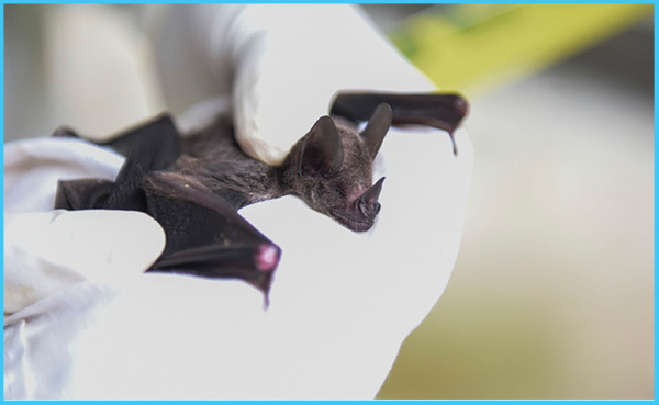 Coronavirus Outbreak Raises Questions: Why are Bat Viruses so Deadly?