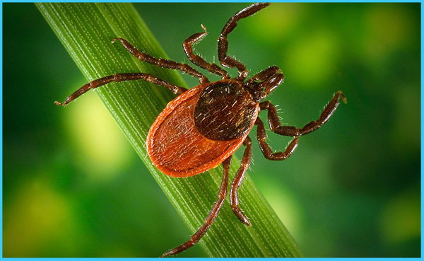MU Researcher Awarded Grant to Study Treatment for Arthritis Caused by Lyme Disease