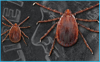 Longhorned Tick Discovered in Northern Missouri for First Time, MU Researchers Find