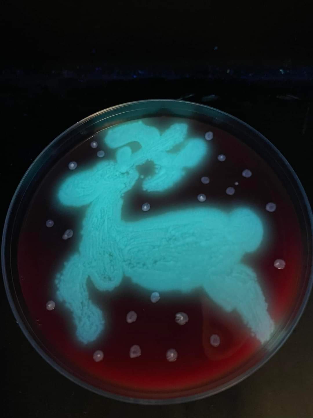 Reindeer Agar Art